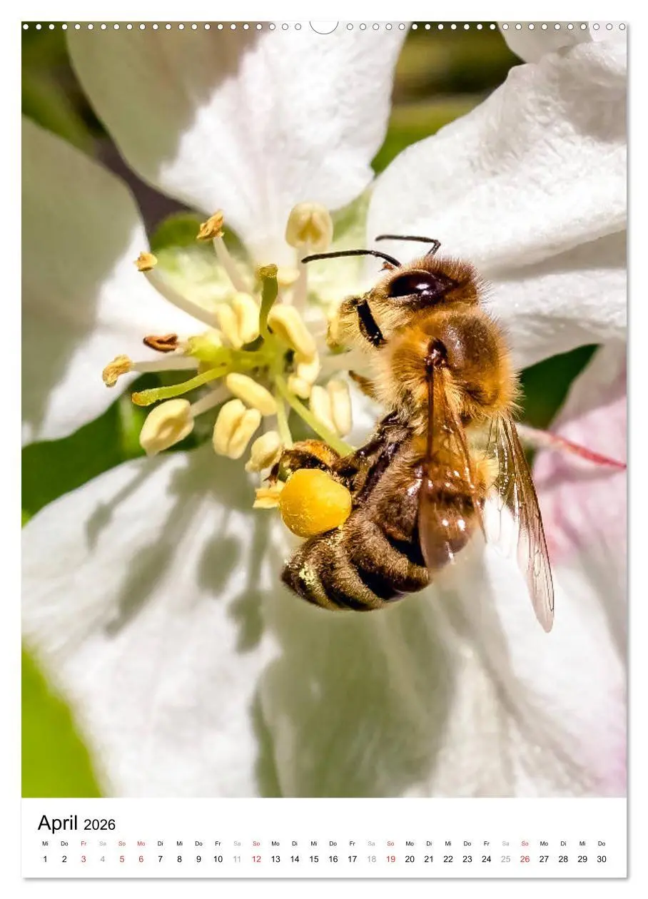 Bild: 9783516391893 | BIENEN - Kleine Nützlinge ganz nah (hochwertiger Premium...