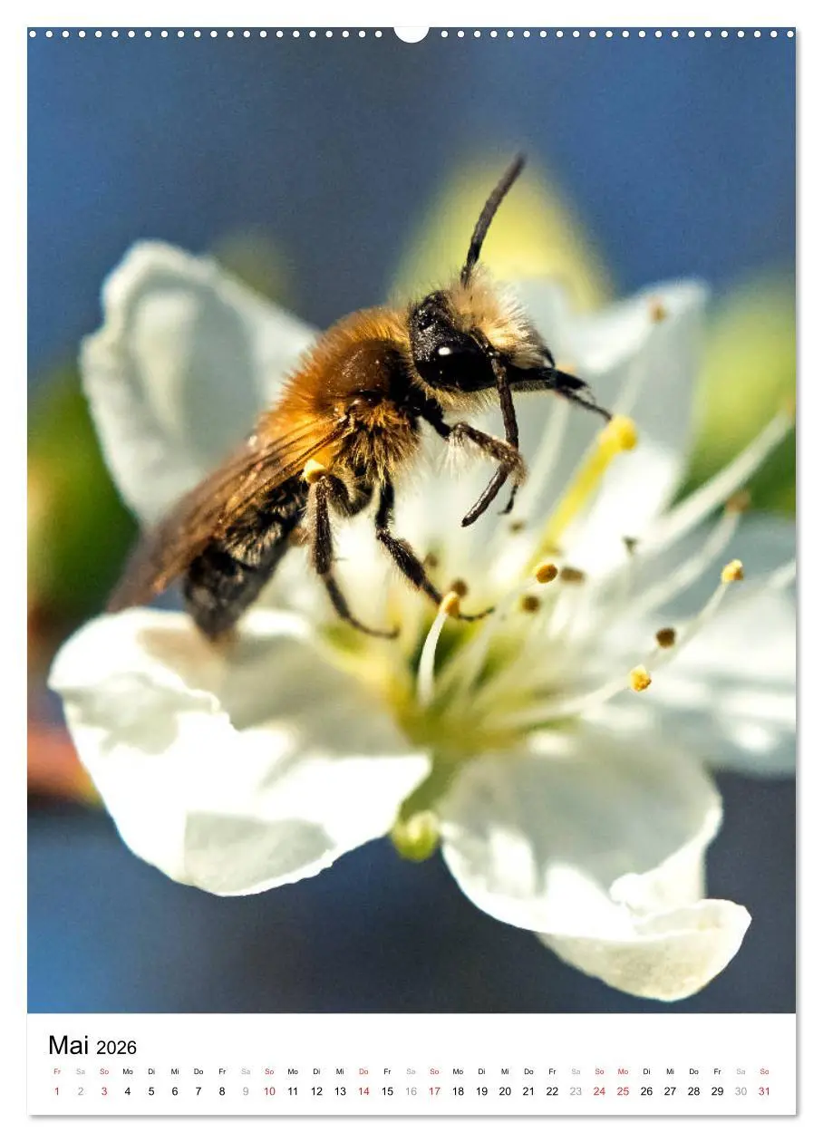 Bild: 9783516391893 | BIENEN - Kleine Nützlinge ganz nah (hochwertiger Premium...