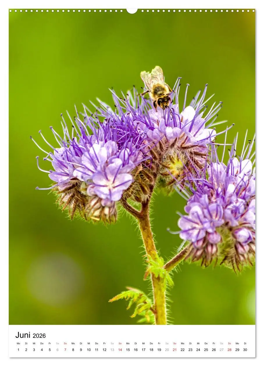 Bild: 9783516391893 | BIENEN - Kleine Nützlinge ganz nah (hochwertiger Premium...