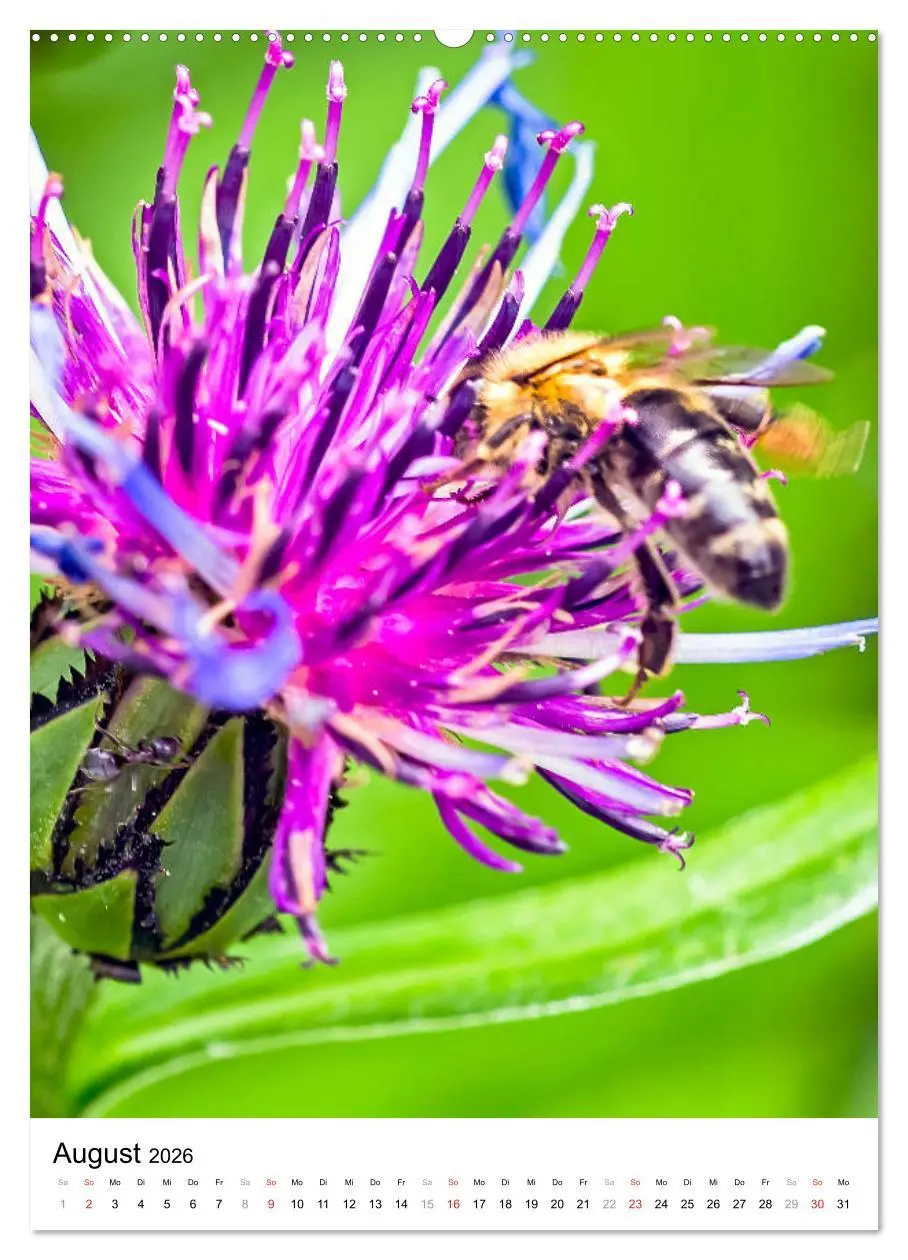 Bild: 9783516391893 | BIENEN - Kleine Nützlinge ganz nah (hochwertiger Premium...