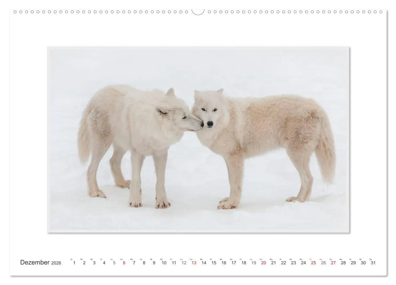 Bild: 9783516141993 | Emotionale Momente: Polarwölfe. / CH-Version (hochwertiger Premium...