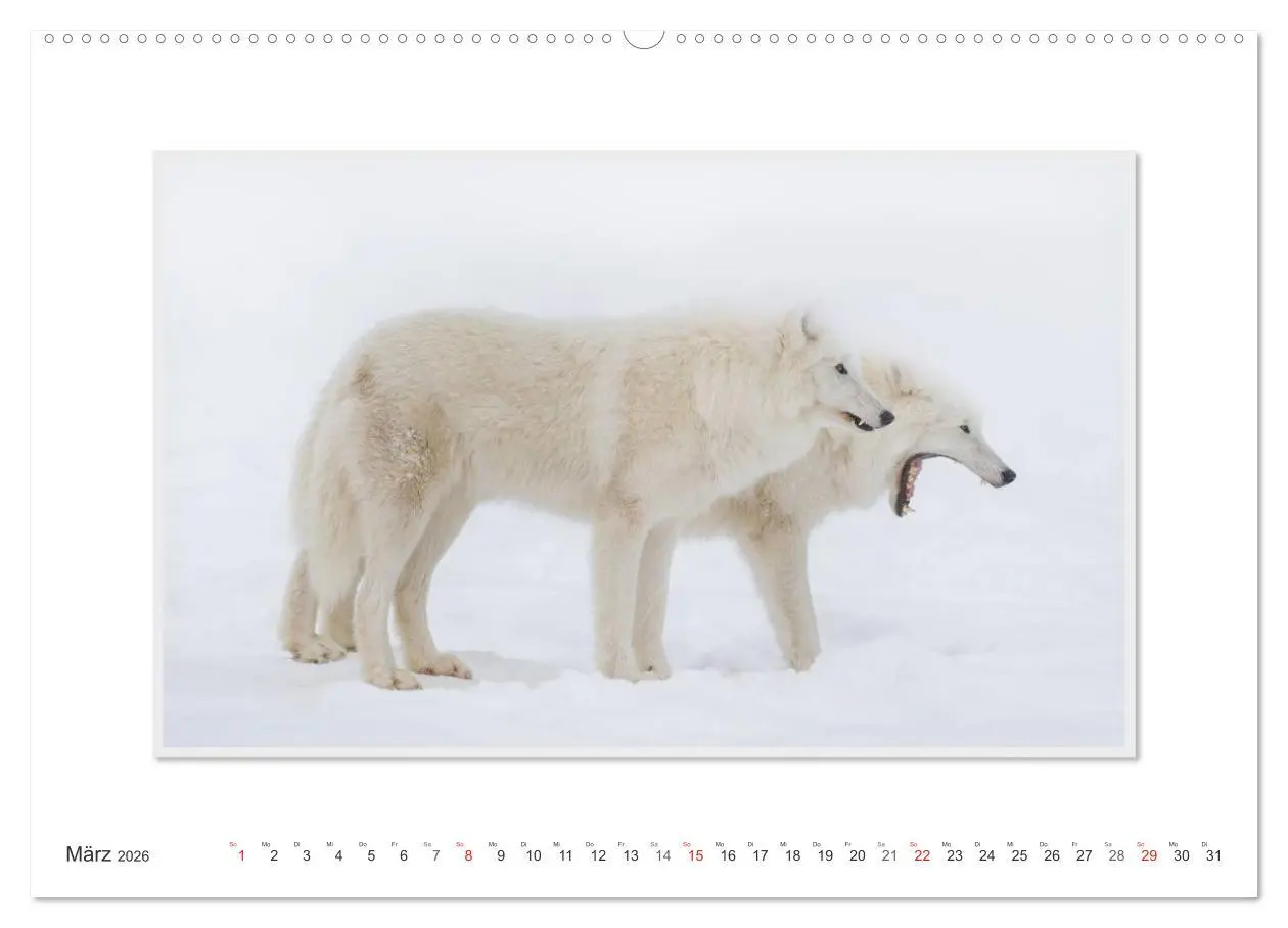 Bild: 9783516141993 | Emotionale Momente: Polarwölfe. / CH-Version (hochwertiger Premium...