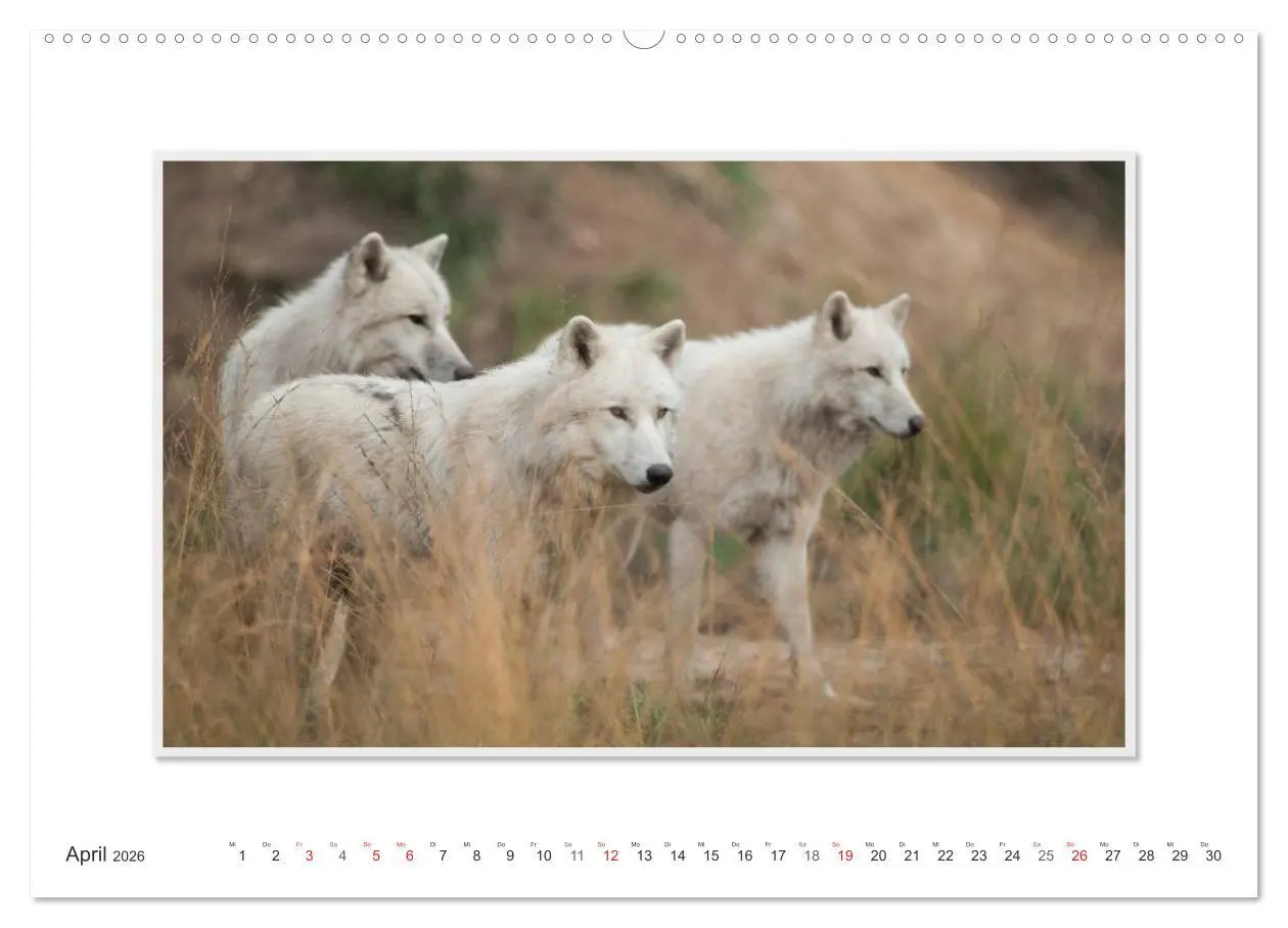 Bild: 9783516141993 | Emotionale Momente: Polarwölfe. / CH-Version (hochwertiger Premium...