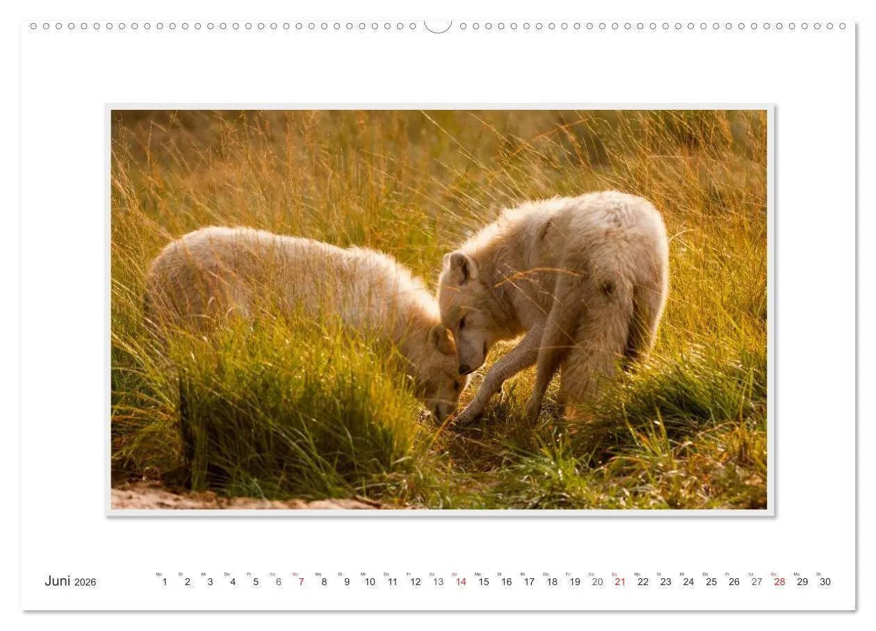 Bild: 9783516141993 | Emotionale Momente: Polarwölfe. / CH-Version (hochwertiger Premium...
