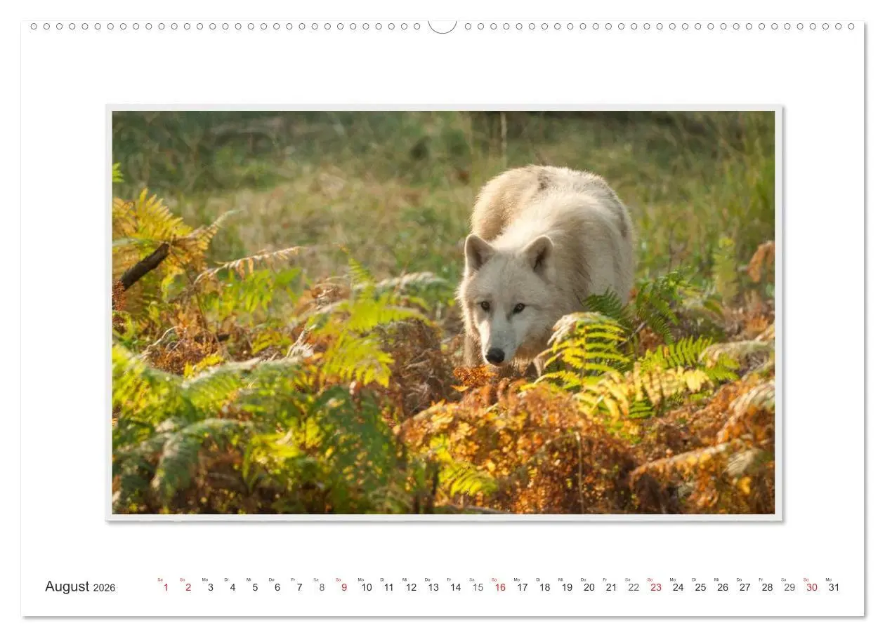 Bild: 9783516141993 | Emotionale Momente: Polarwölfe. / CH-Version (hochwertiger Premium...
