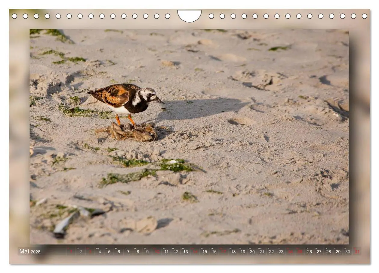 Bild: 9783516211993 | Baltrum - Ein Tag am Strand (Wandkalender 2026 DIN A4 quer),...
