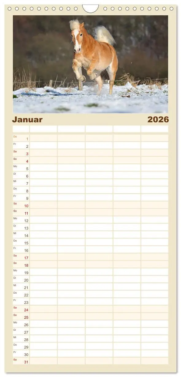 Bild: 9783516521993 | Familienplaner 2026 - Haflinger mit 5 Spalten (Wandkalender, 21 x...