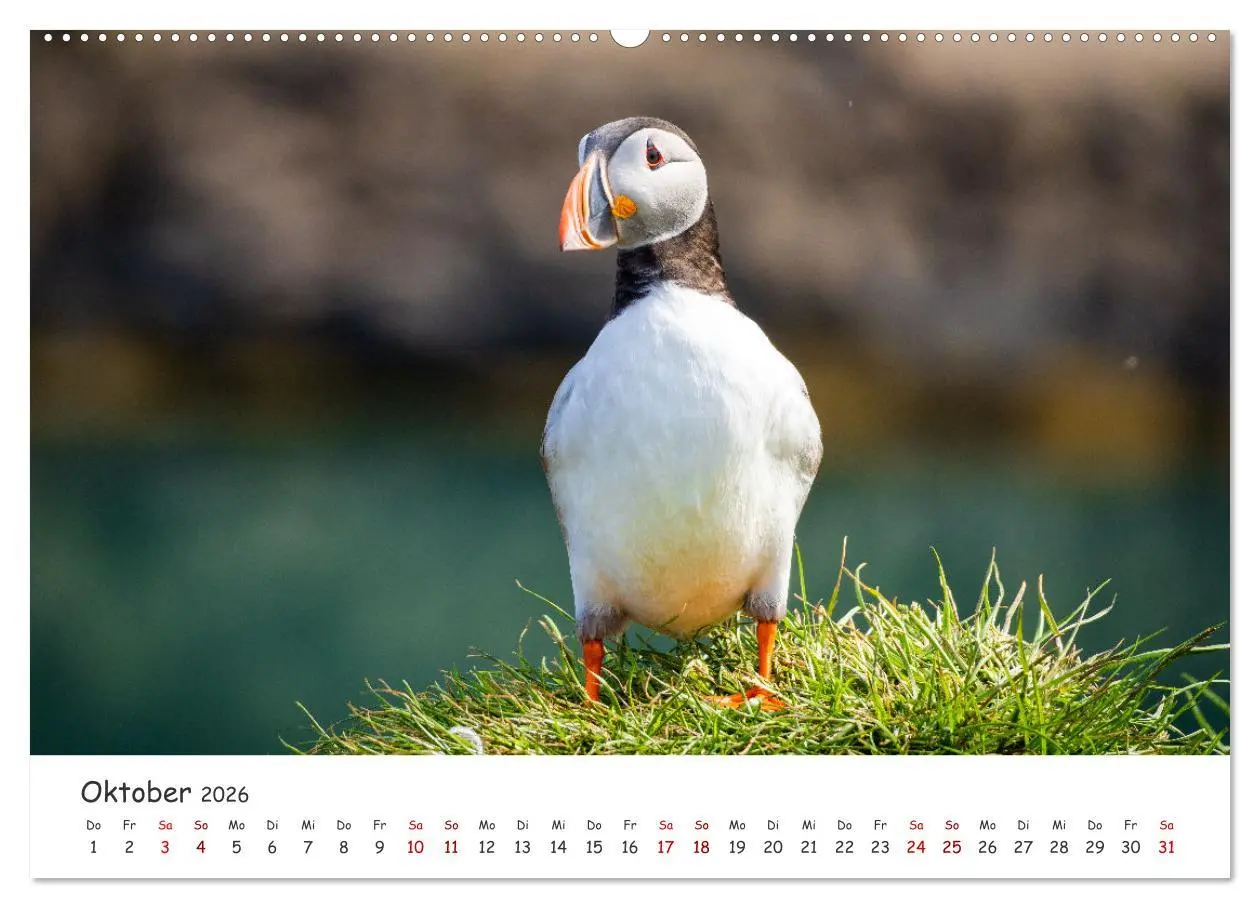 Bild: 9783457562093 | Die Welt der Papageientaucher - Islands Wildvögel (Wandkalender...