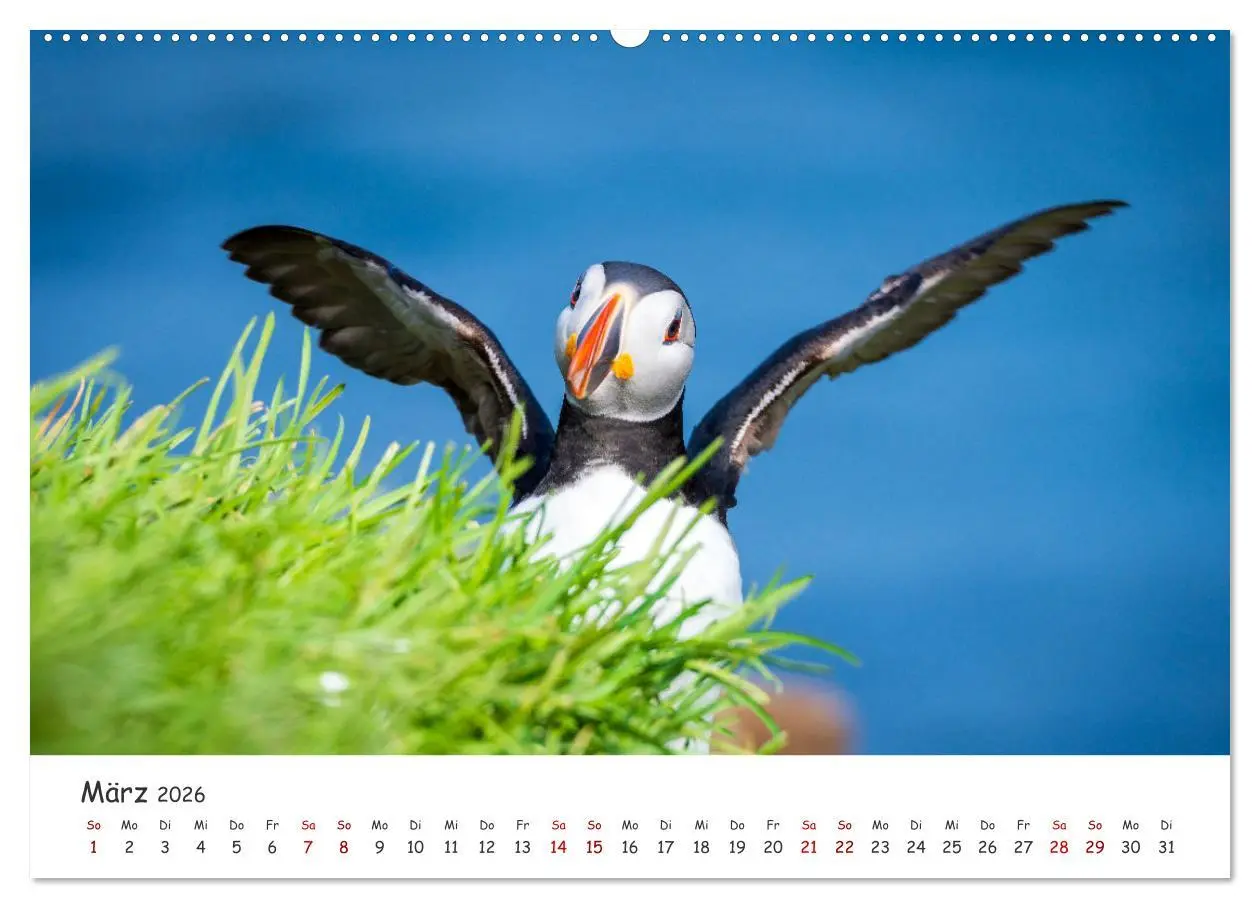 Bild: 9783457562093 | Die Welt der Papageientaucher - Islands Wildvögel (Wandkalender...