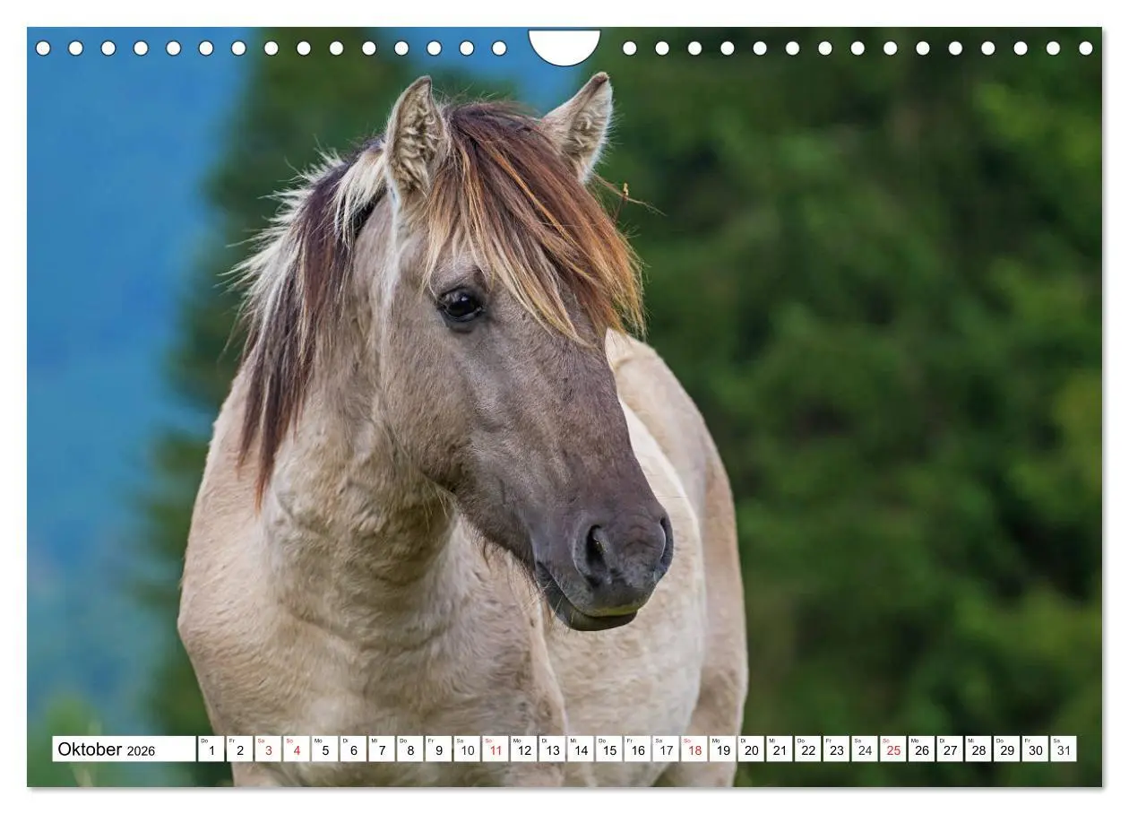 Bild: 9783516032093 | Konik - Frei geboren (Wandkalender 2026 DIN A4 quer), CALVENDO...