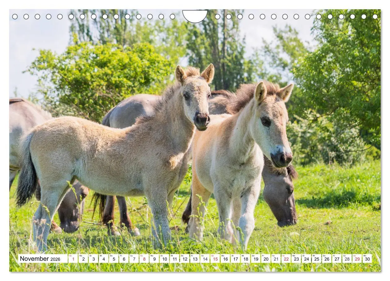 Bild: 9783516032093 | Konik - Frei geboren (Wandkalender 2026 DIN A4 quer), CALVENDO...