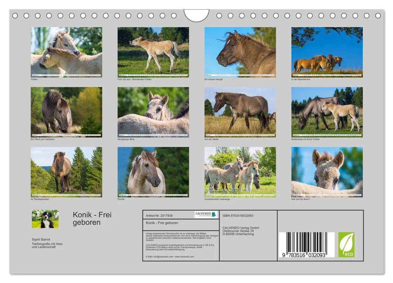 Bild: 9783516032093 | Konik - Frei geboren (Wandkalender 2026 DIN A4 quer), CALVENDO...