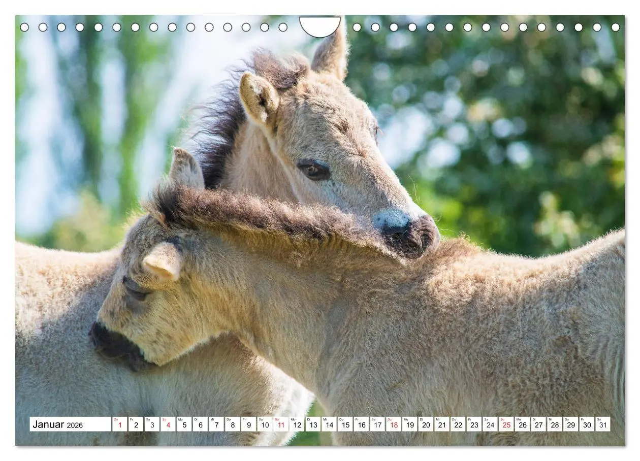 Bild: 9783516032093 | Konik - Frei geboren (Wandkalender 2026 DIN A4 quer), CALVENDO...