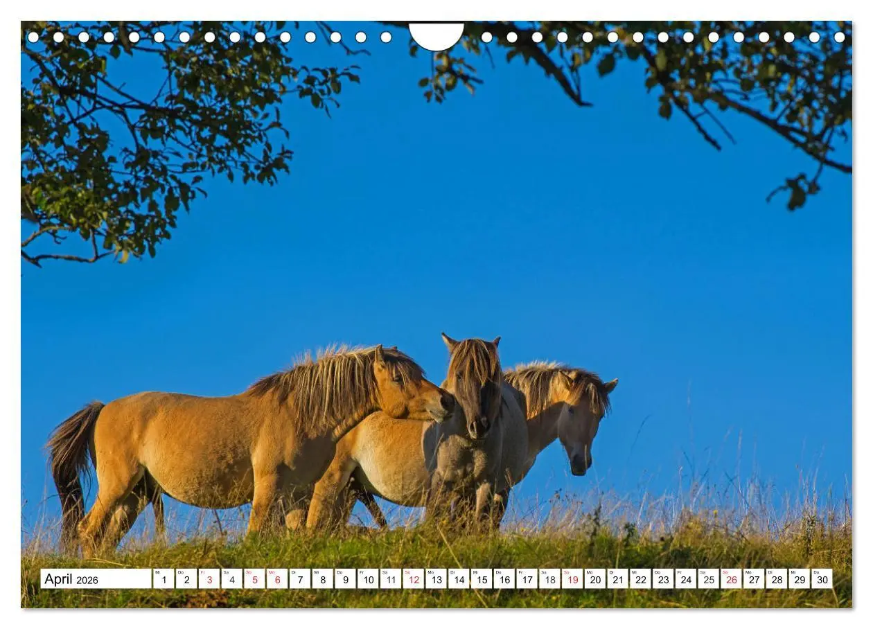 Bild: 9783516032093 | Konik - Frei geboren (Wandkalender 2026 DIN A4 quer), CALVENDO...