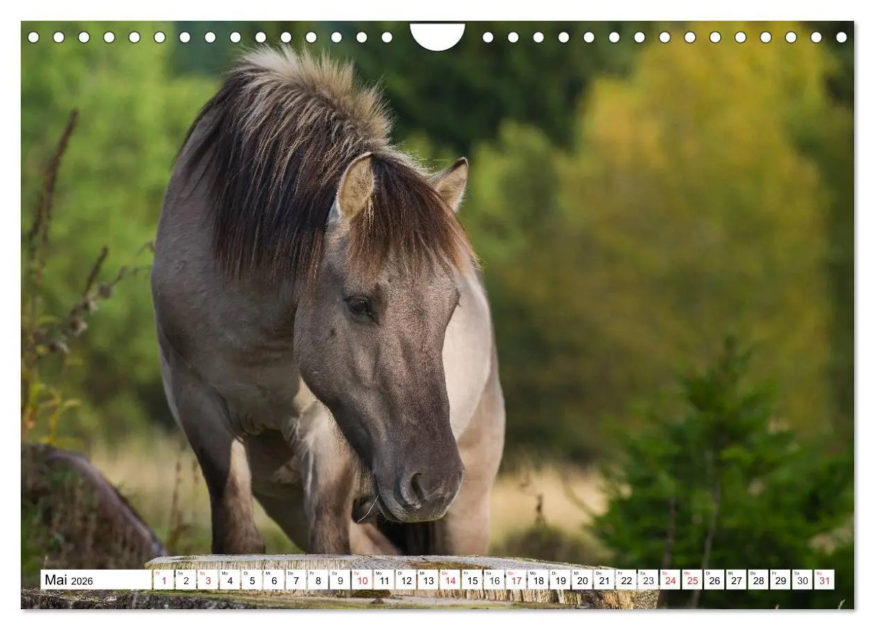 Bild: 9783516032093 | Konik - Frei geboren (Wandkalender 2026 DIN A4 quer), CALVENDO...