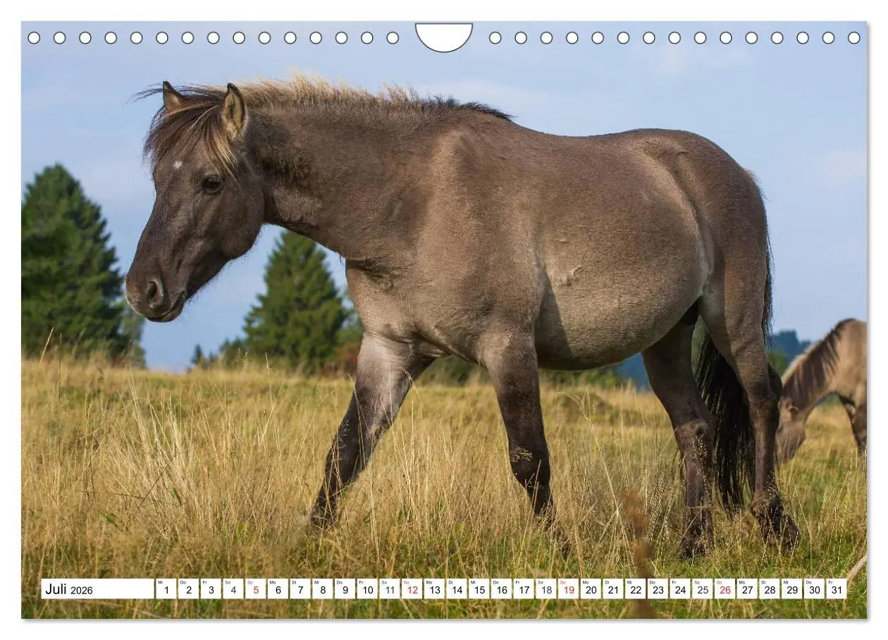 Bild: 9783516032093 | Konik - Frei geboren (Wandkalender 2026 DIN A4 quer), CALVENDO...