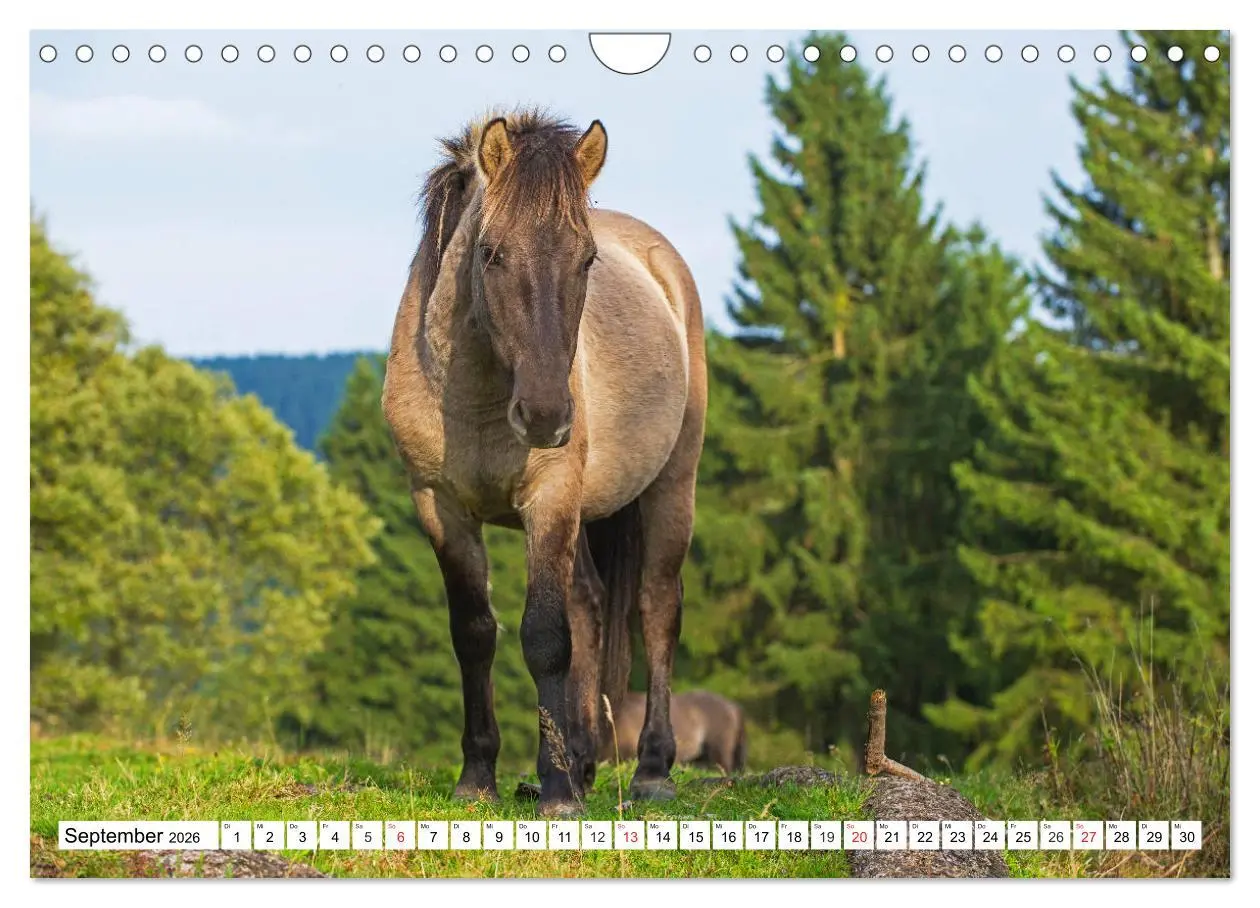 Bild: 9783516032093 | Konik - Frei geboren (Wandkalender 2026 DIN A4 quer), CALVENDO...