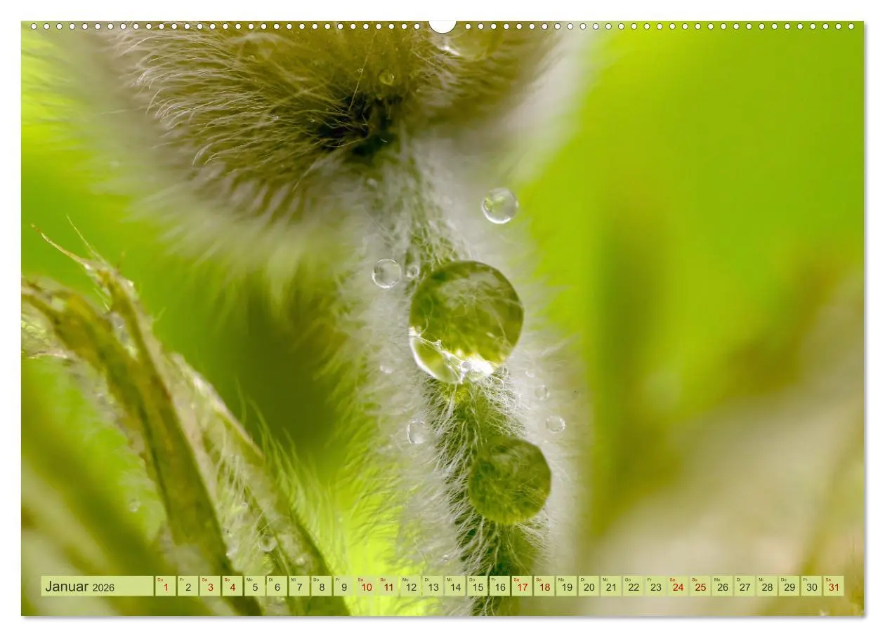 Bild: 9783457482193 | Alles im grünen Bereich (Wandkalender 2026 DIN A2 quer), CALVENDO...