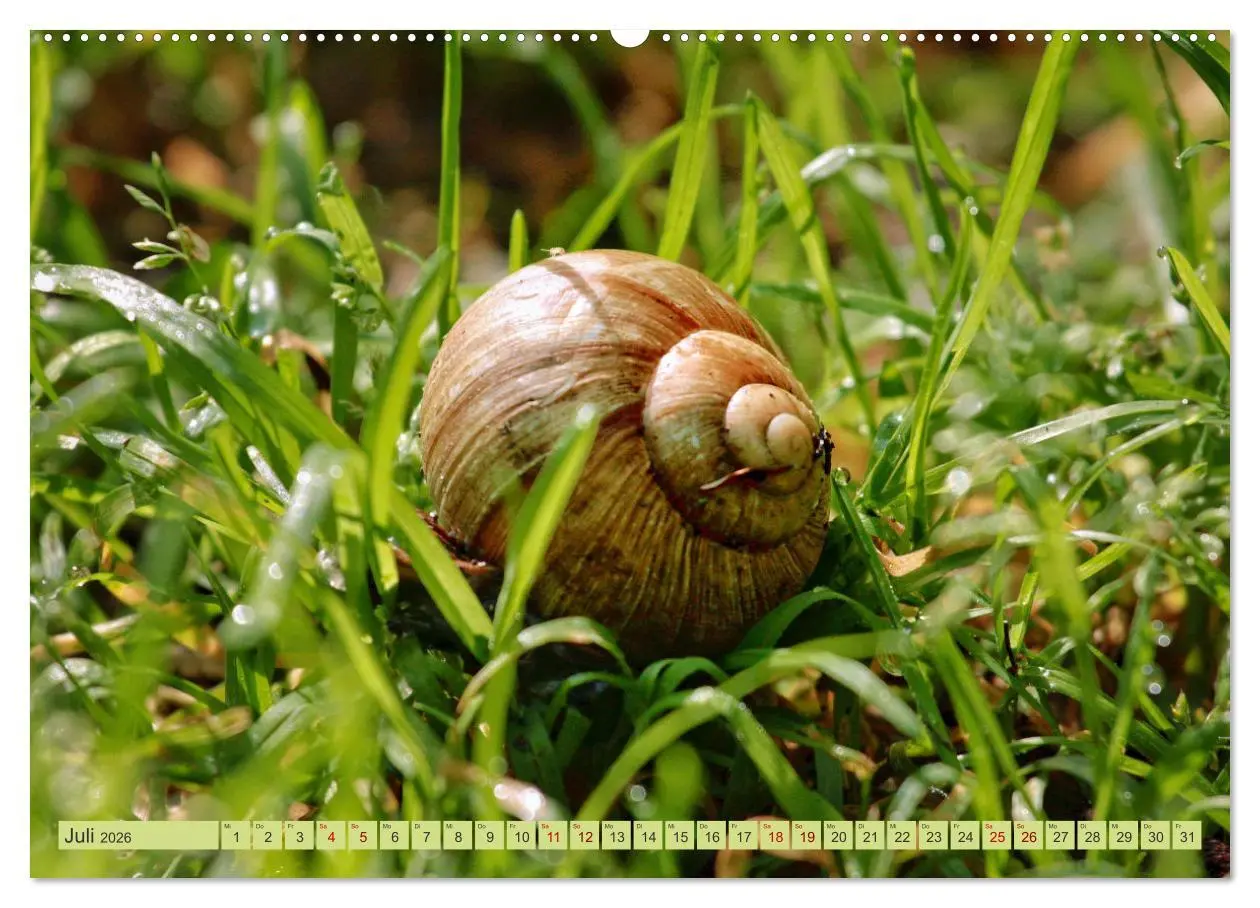 Bild: 9783457482193 | Alles im grünen Bereich (Wandkalender 2026 DIN A2 quer), CALVENDO...