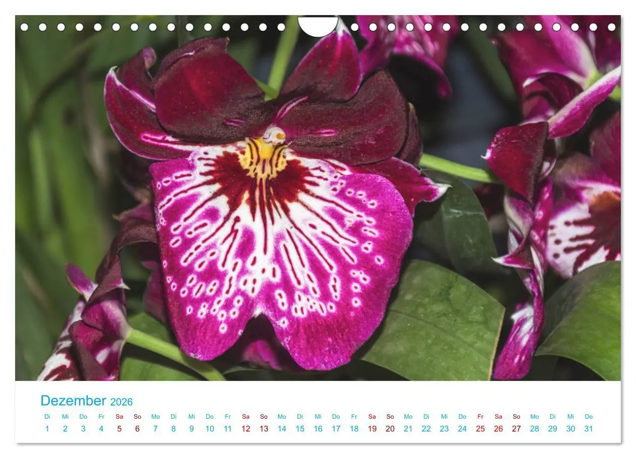 Bild: 9783457932193 | Die Königin der Blumenwelt, die Orchidee (Wandkalender 2026 DIN A4...