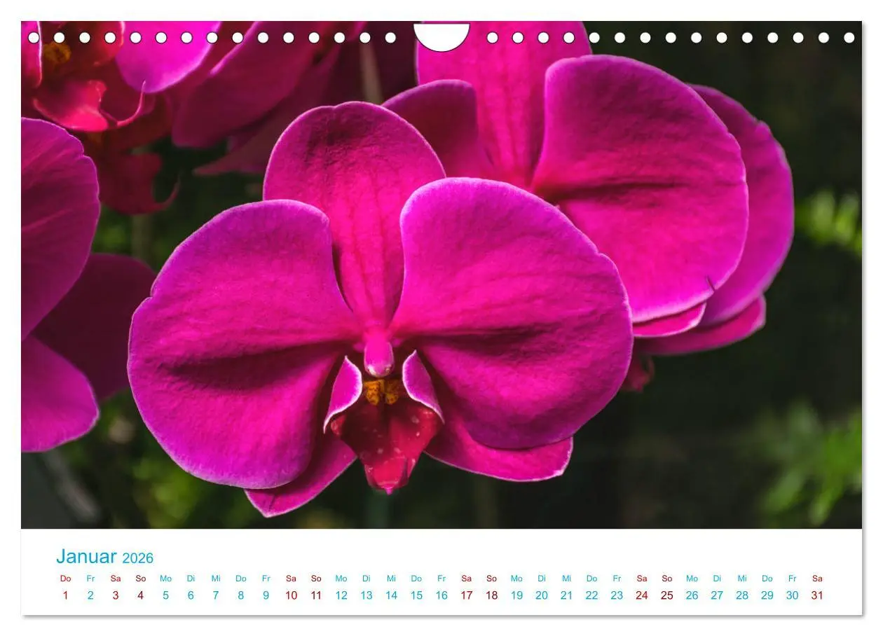 Bild: 9783457932193 | Die Königin der Blumenwelt, die Orchidee (Wandkalender 2026 DIN A4...