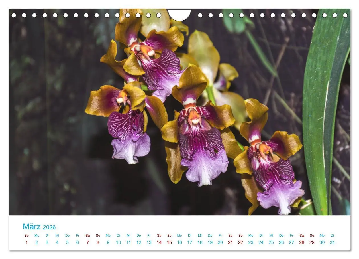 Bild: 9783457932193 | Die Königin der Blumenwelt, die Orchidee (Wandkalender 2026 DIN A4...