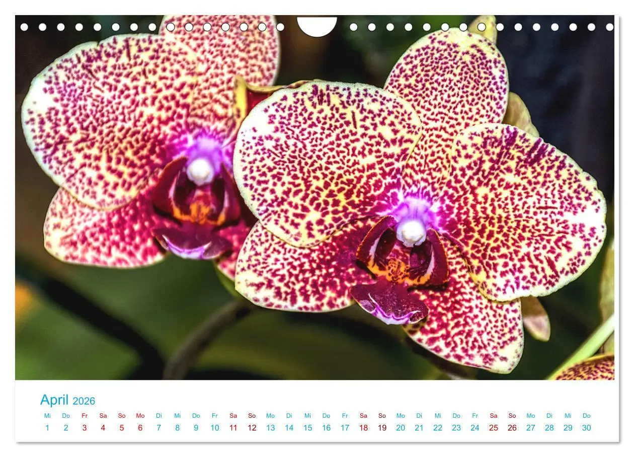 Bild: 9783457932193 | Die Königin der Blumenwelt, die Orchidee (Wandkalender 2026 DIN A4...