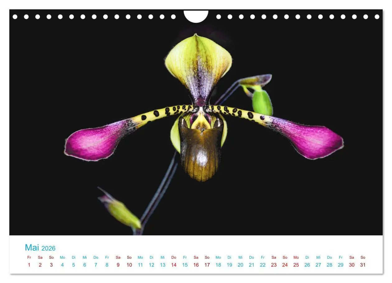 Bild: 9783457932193 | Die Königin der Blumenwelt, die Orchidee (Wandkalender 2026 DIN A4...