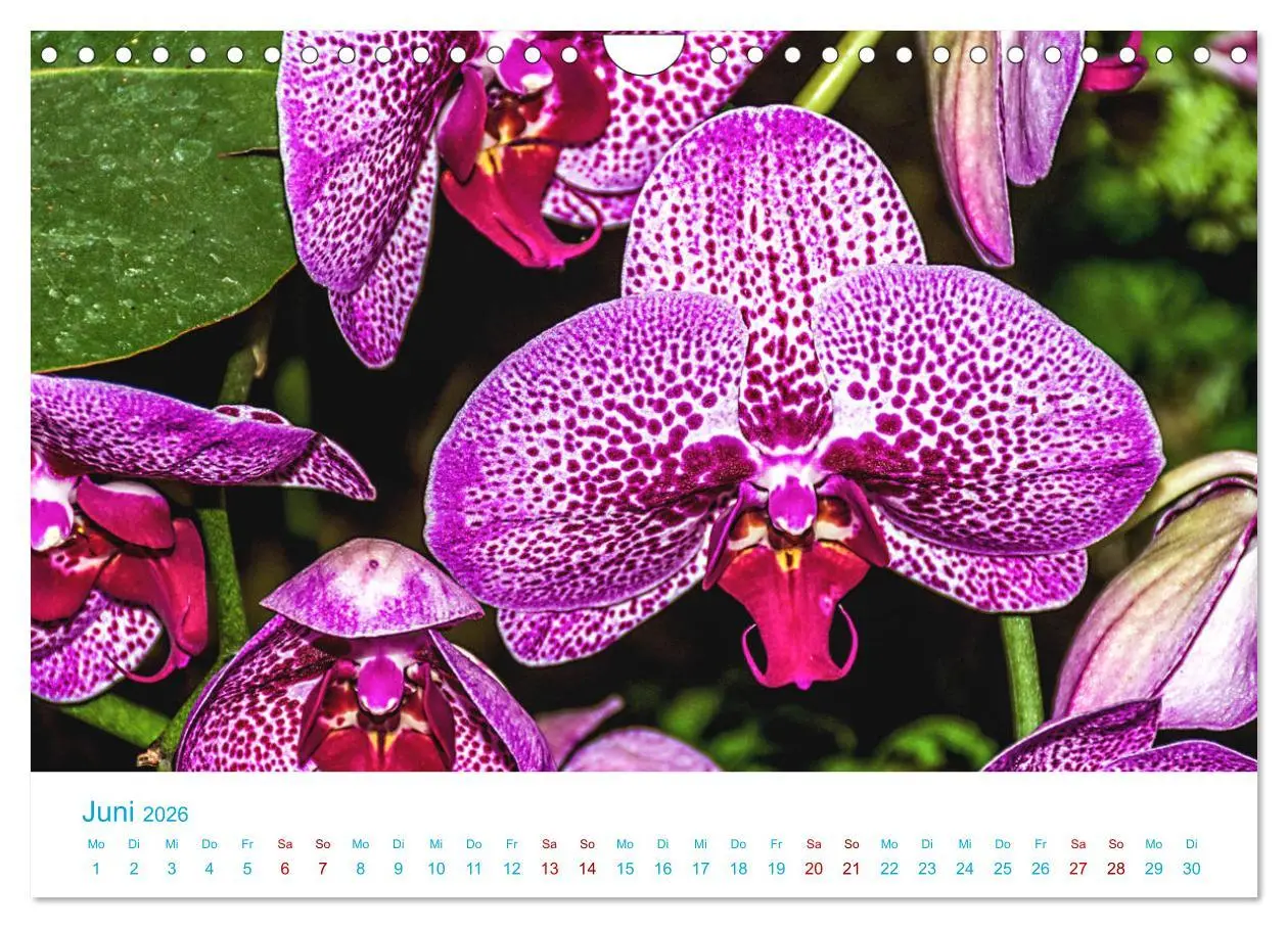Bild: 9783457932193 | Die Königin der Blumenwelt, die Orchidee (Wandkalender 2026 DIN A4...