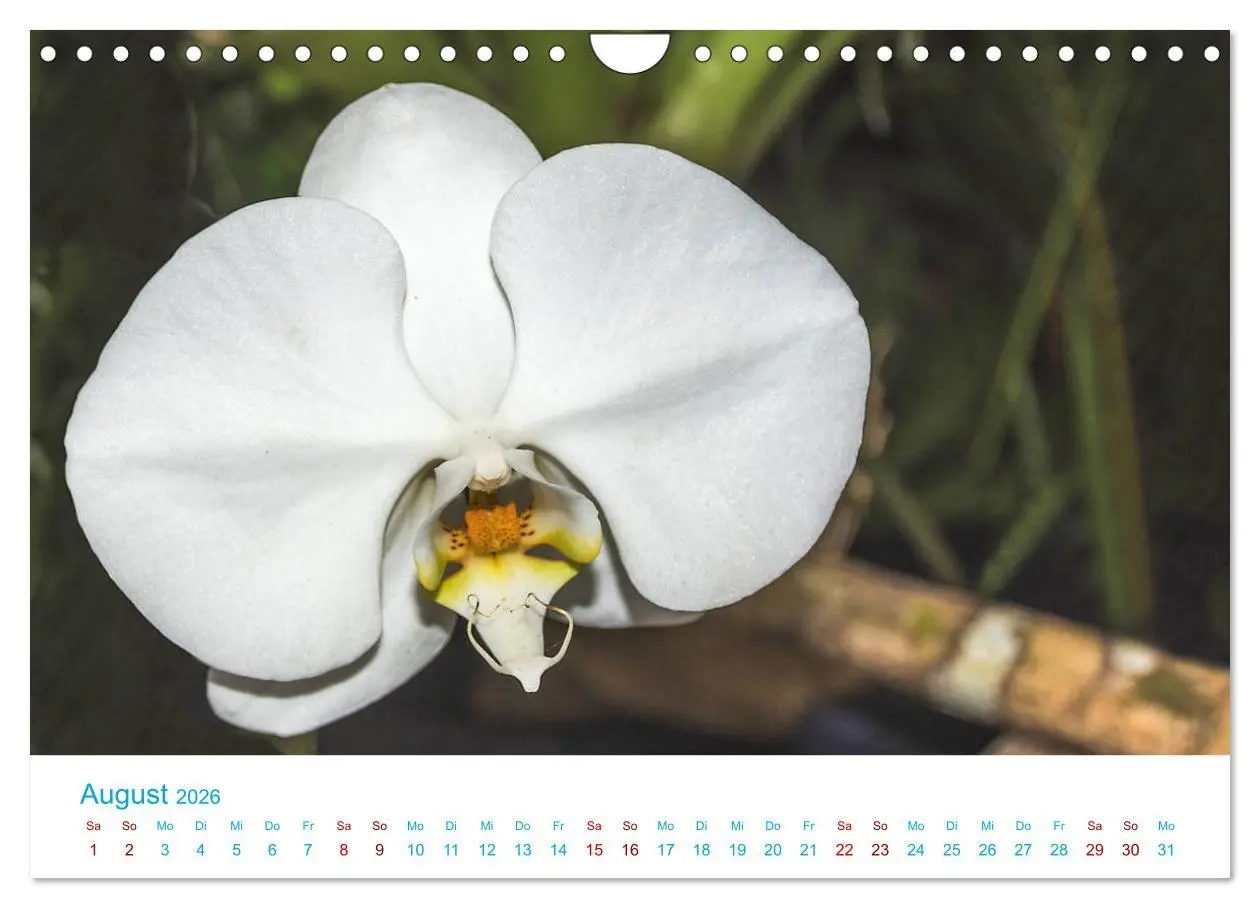 Bild: 9783457932193 | Die Königin der Blumenwelt, die Orchidee (Wandkalender 2026 DIN A4...
