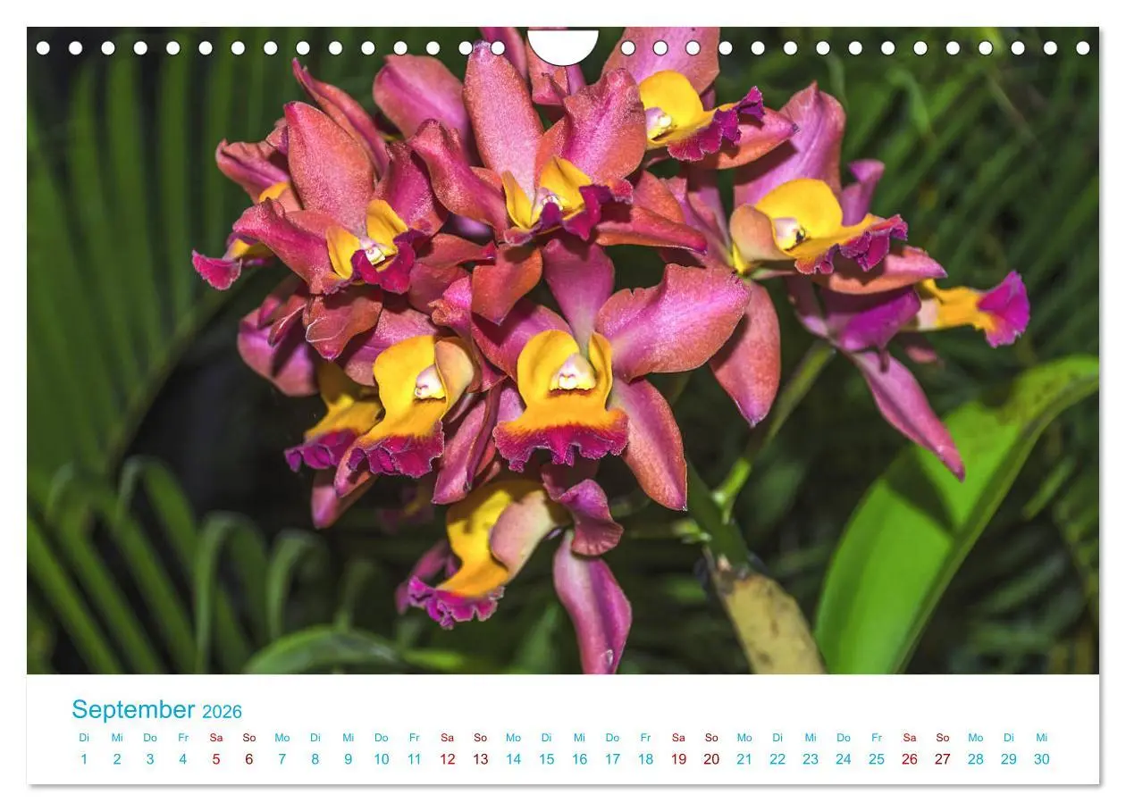 Bild: 9783457932193 | Die Königin der Blumenwelt, die Orchidee (Wandkalender 2026 DIN A4...