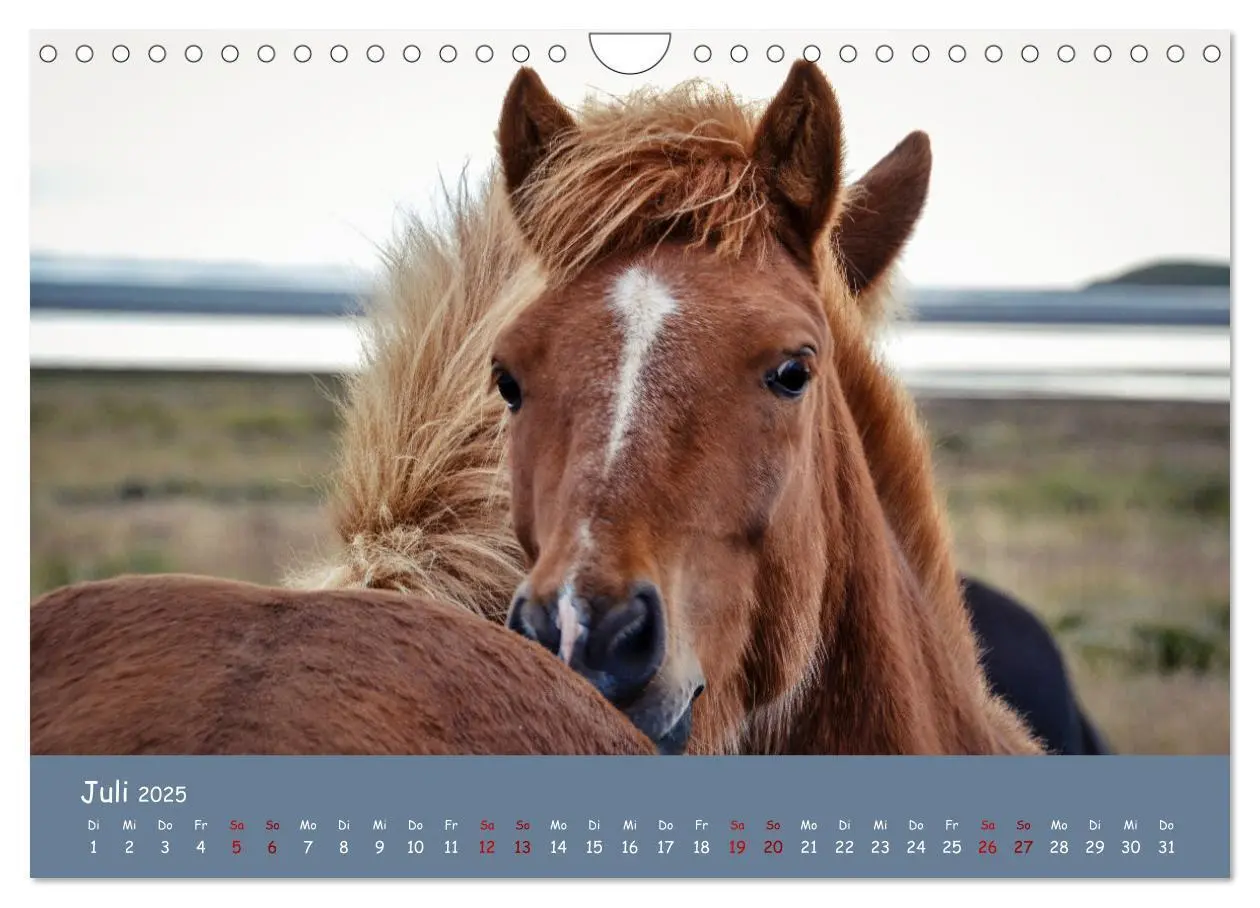 Bild: 9783435072293 | Das Islandpferd (Wandkalender 2025 DIN A4 quer), CALVENDO...