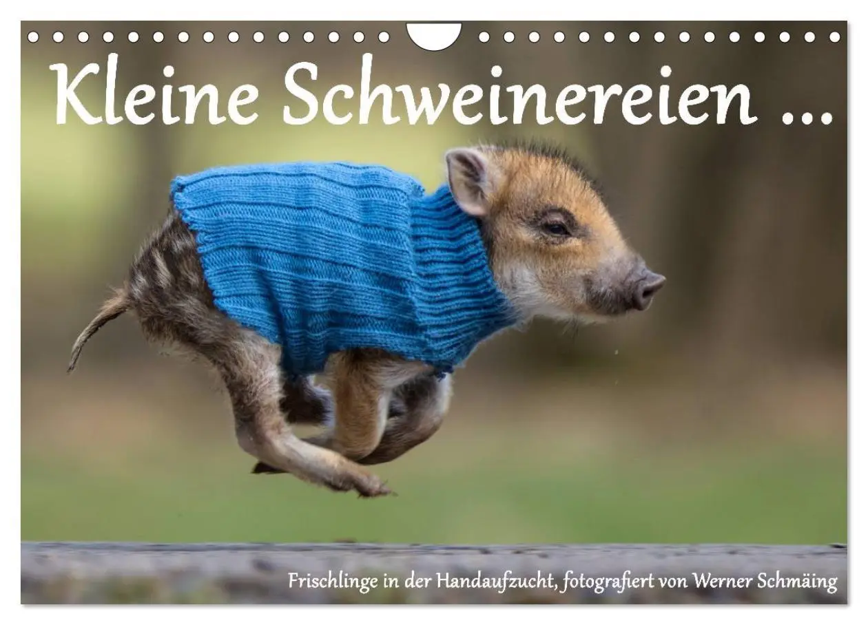 Cover: 9783516002393 | Kleine Schweinereien (Wandkalender 2026 DIN A4 quer), CALVENDO...
