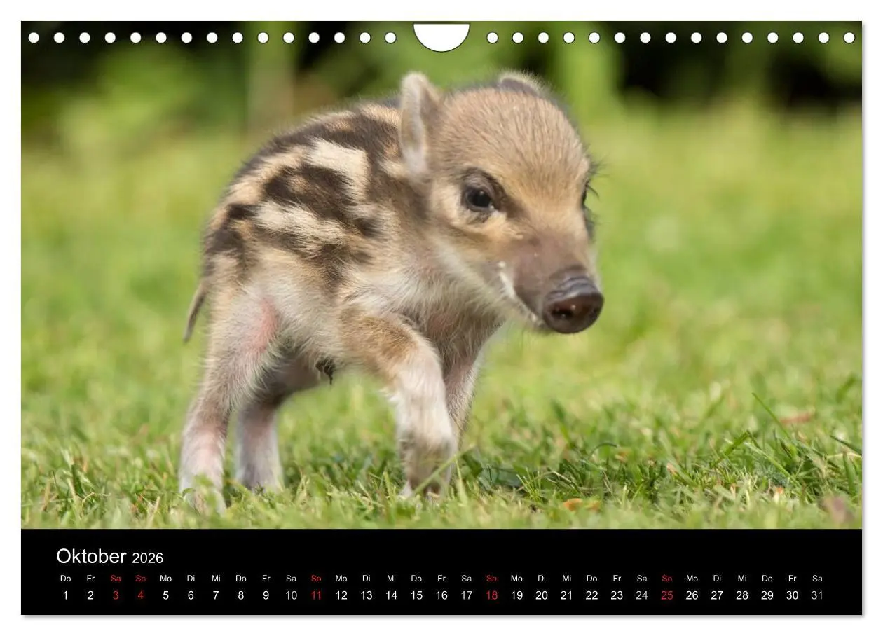 Bild: 9783516002393 | Kleine Schweinereien (Wandkalender 2026 DIN A4 quer), CALVENDO...