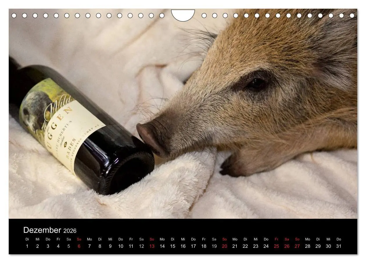 Bild: 9783516002393 | Kleine Schweinereien (Wandkalender 2026 DIN A4 quer), CALVENDO...