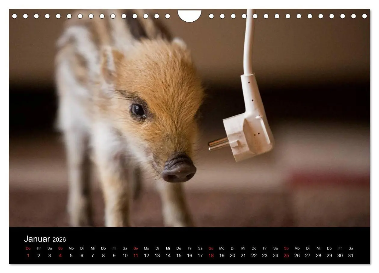 Bild: 9783516002393 | Kleine Schweinereien (Wandkalender 2026 DIN A4 quer), CALVENDO...
