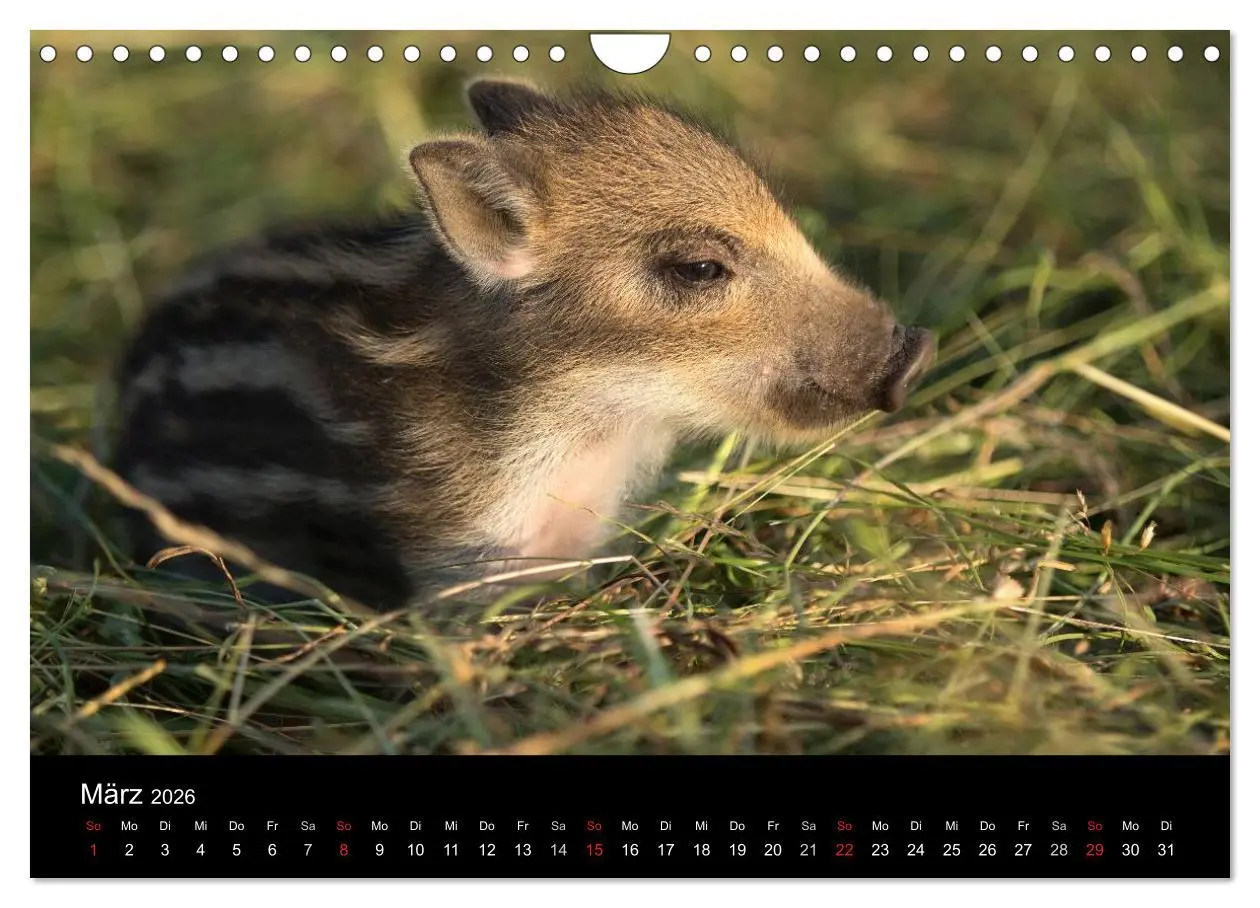 Bild: 9783516002393 | Kleine Schweinereien (Wandkalender 2026 DIN A4 quer), CALVENDO...