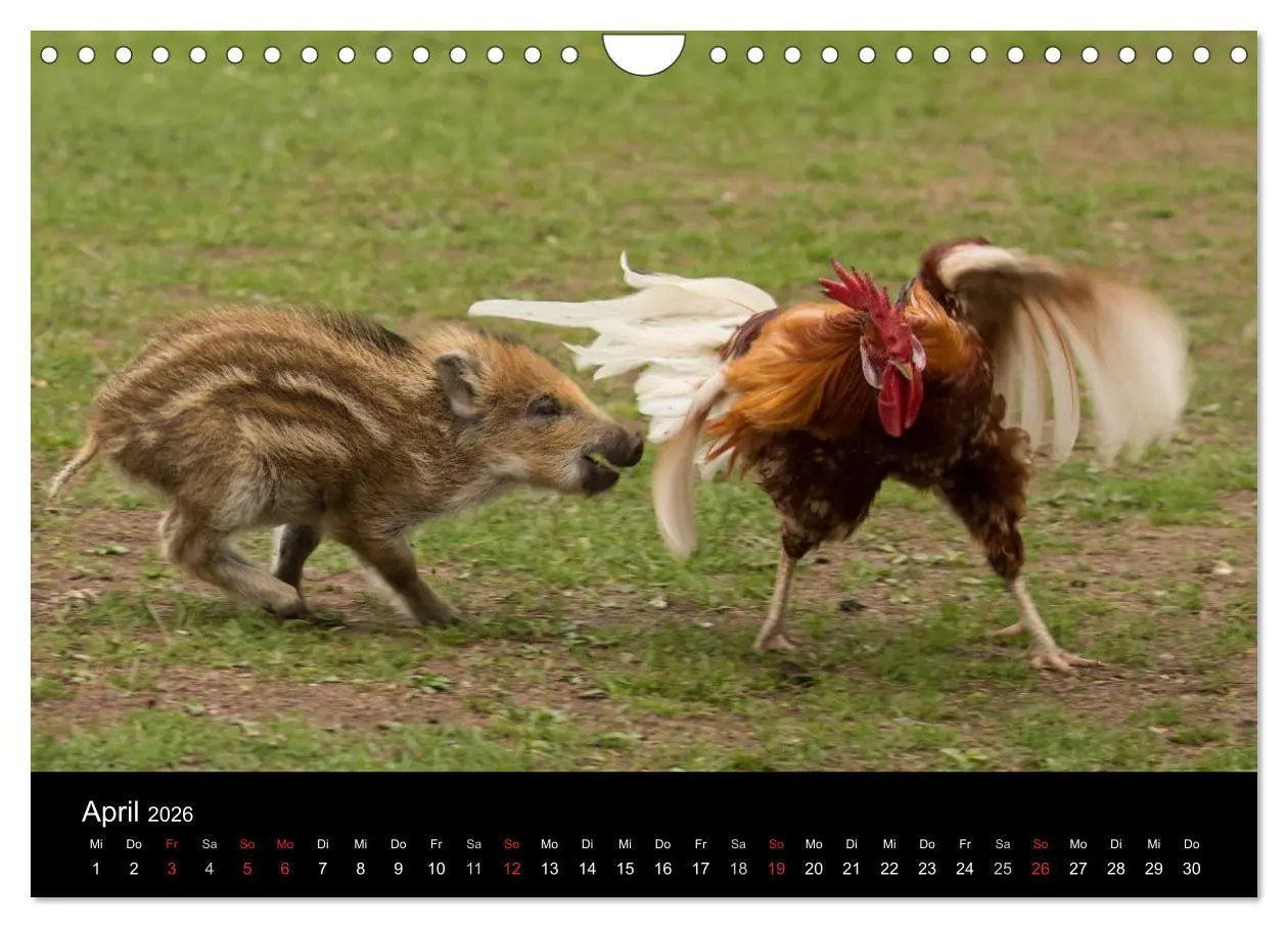 Bild: 9783516002393 | Kleine Schweinereien (Wandkalender 2026 DIN A4 quer), CALVENDO...