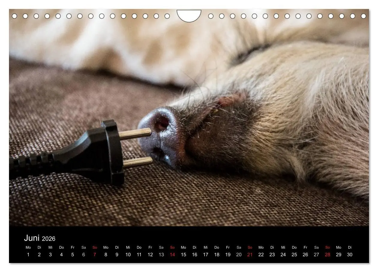 Bild: 9783516002393 | Kleine Schweinereien (Wandkalender 2026 DIN A4 quer), CALVENDO...