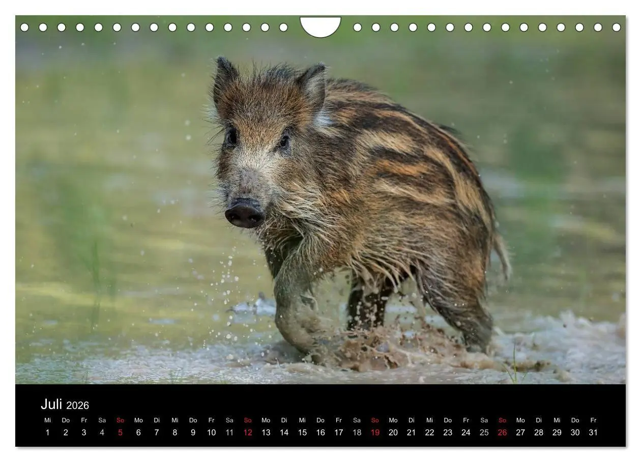 Bild: 9783516002393 | Kleine Schweinereien (Wandkalender 2026 DIN A4 quer), CALVENDO...