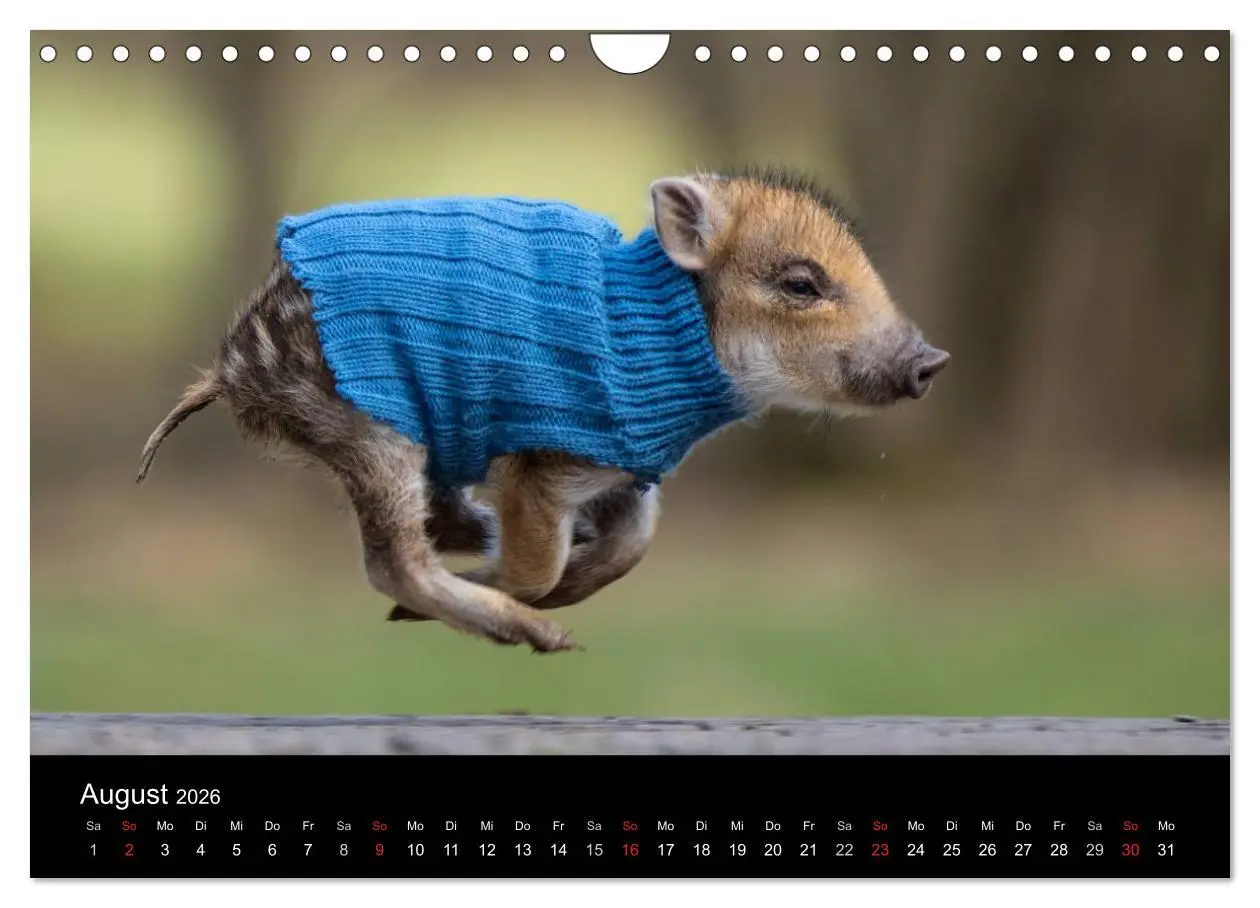 Bild: 9783516002393 | Kleine Schweinereien (Wandkalender 2026 DIN A4 quer), CALVENDO...