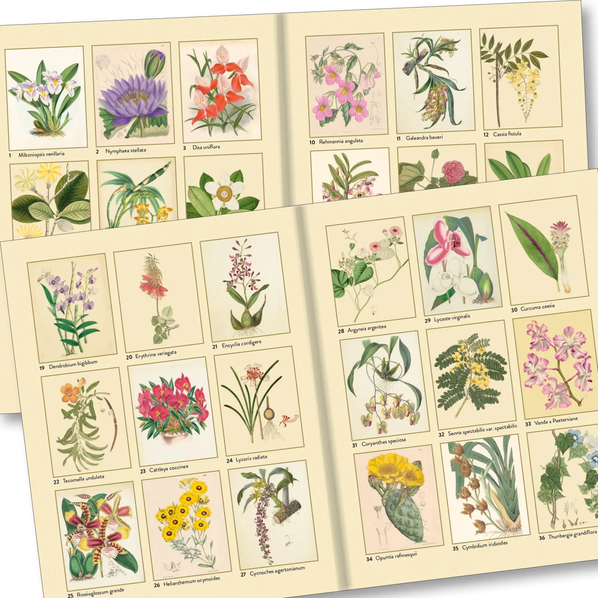 Bild: 9783735882493 | Kew Gardens - Florale Ausmalträume | Kew Gardens | Buch | 192 S.
