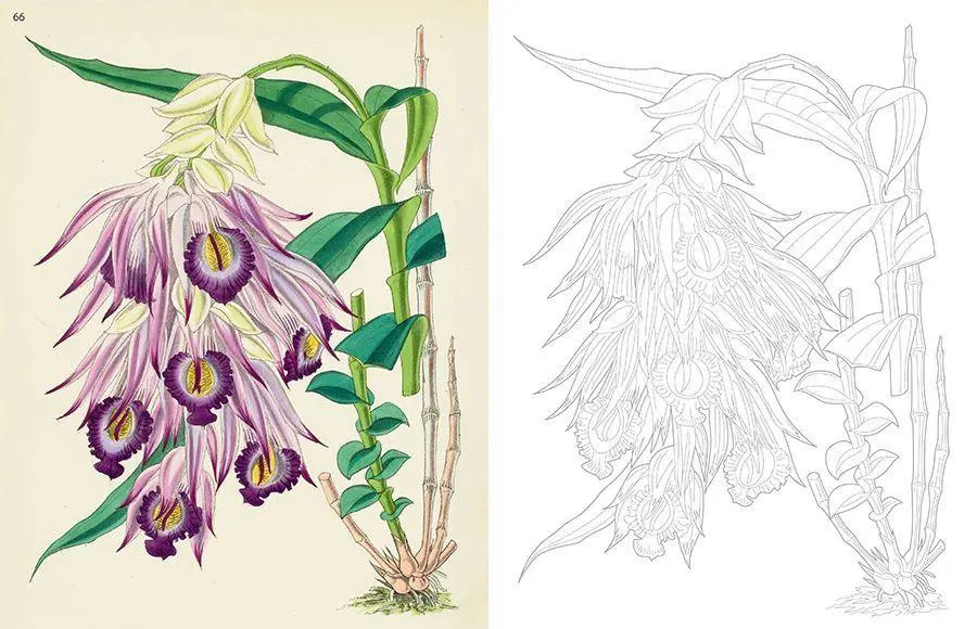 Bild: 9783735882493 | Kew Gardens - Florale Ausmalträume | Kew Gardens | Buch | 192 S.
