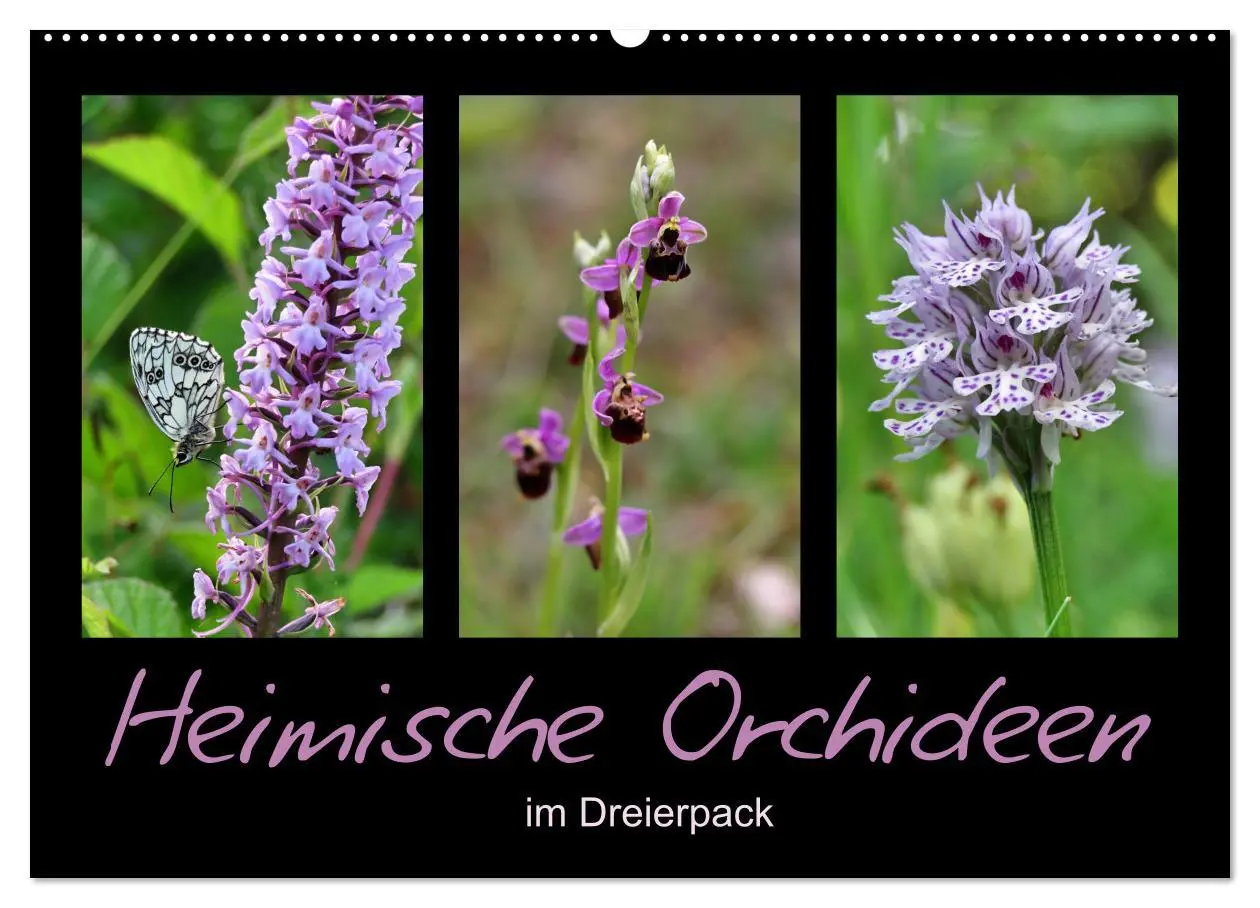 Cover: 9783457752593 | Heimische Orchideen im Dreierpack (Wandkalender 2026 DIN A2 quer),...