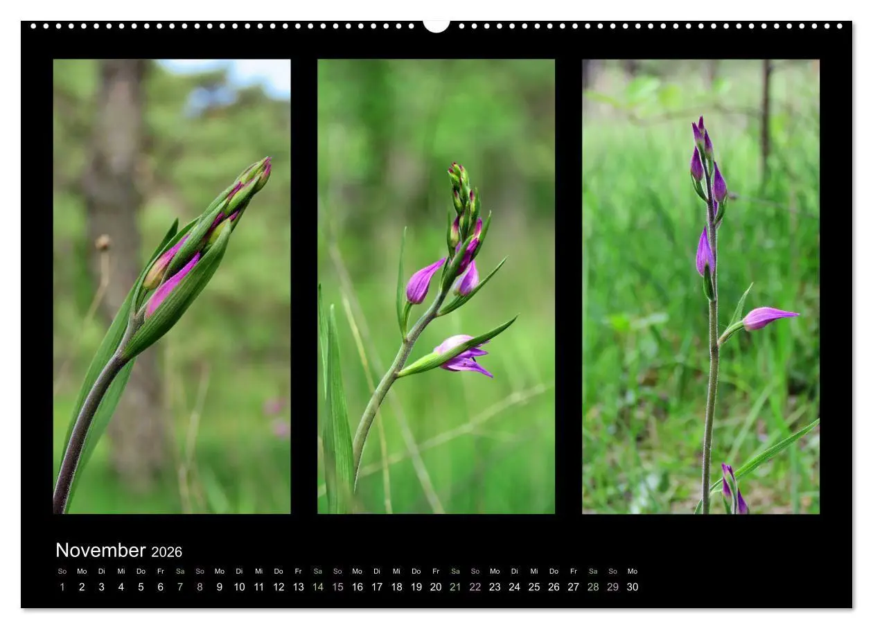 Bild: 9783457752593 | Heimische Orchideen im Dreierpack (Wandkalender 2026 DIN A2 quer),...