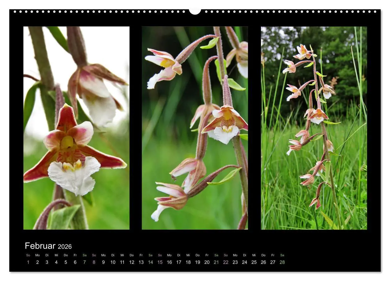Bild: 9783457752593 | Heimische Orchideen im Dreierpack (Wandkalender 2026 DIN A2 quer),...