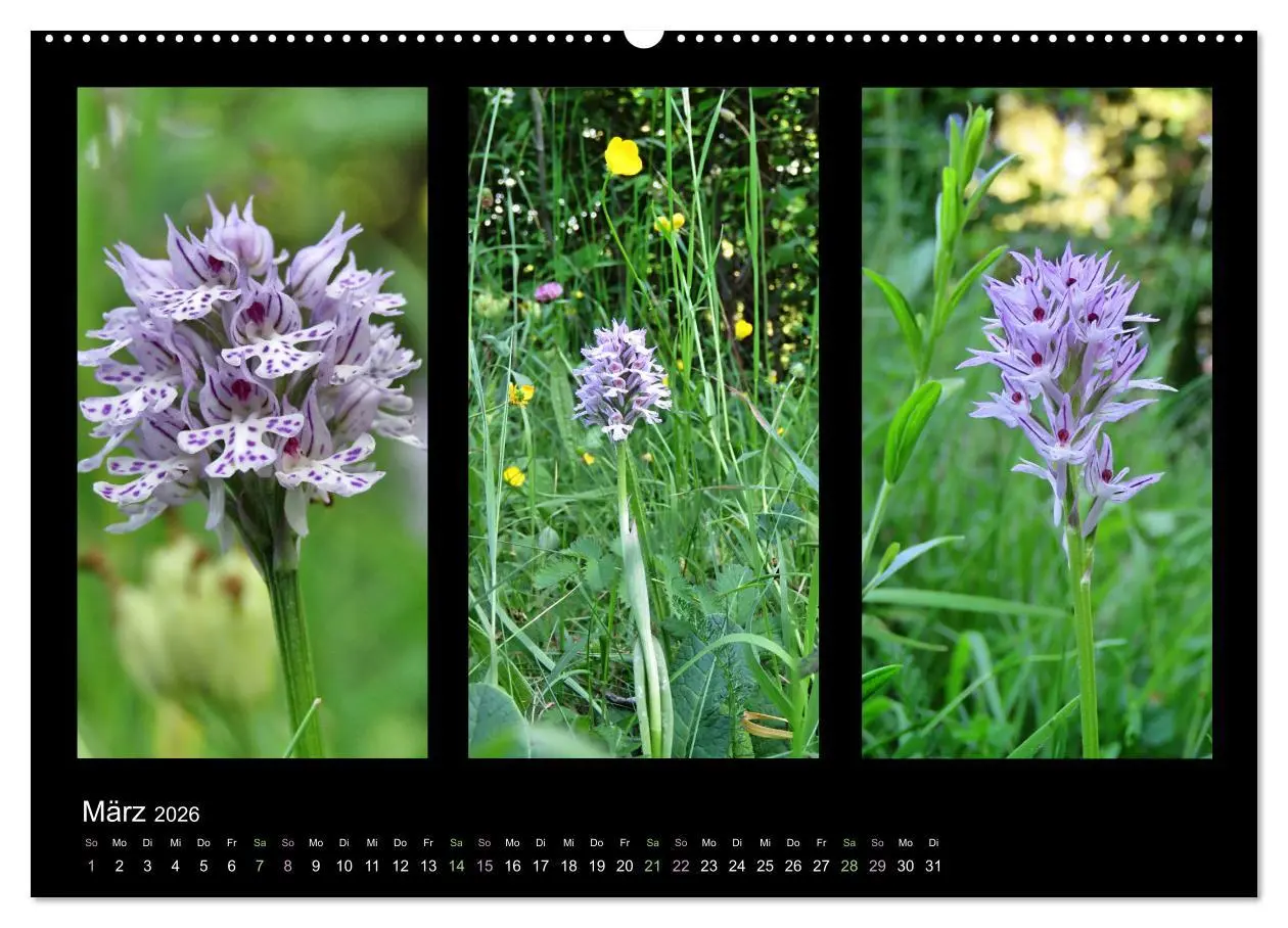 Bild: 9783457752593 | Heimische Orchideen im Dreierpack (Wandkalender 2026 DIN A2 quer),...