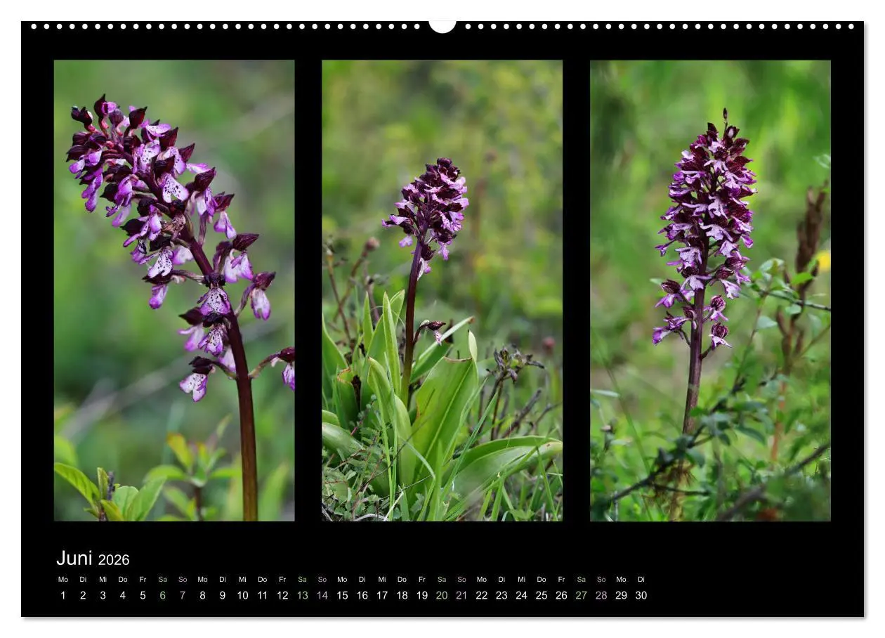 Bild: 9783457752593 | Heimische Orchideen im Dreierpack (Wandkalender 2026 DIN A2 quer),...