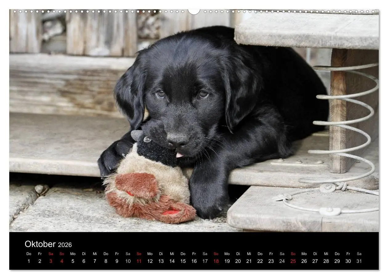 Bild: 9783516152593 | Flatcoated Retriever (Wandkalender 2026 DIN A2 quer), CALVENDO...