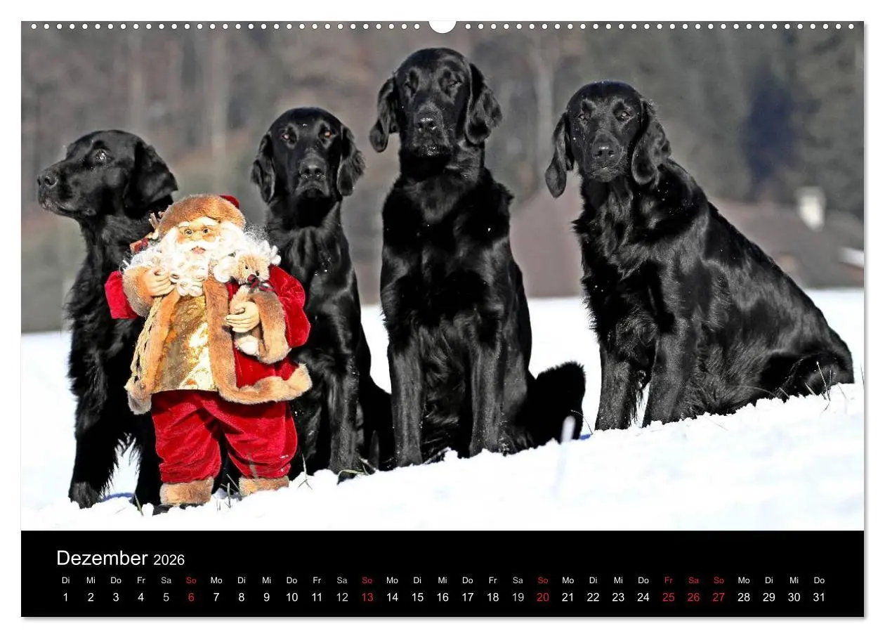 Bild: 9783516152593 | Flatcoated Retriever (Wandkalender 2026 DIN A2 quer), CALVENDO...